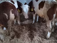Byk, Simmental cattle — zdjęcie 3