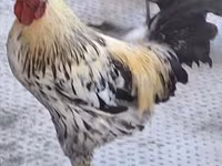 Chickens — foto 2