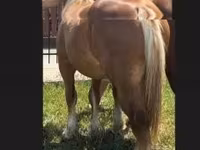 公马, Horses — 照片 3