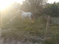 Pastuv, Azerbaijan horse — fotografija 3