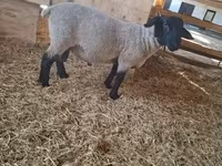 Қошқар, White Suffolk sheep — 1-сурет
