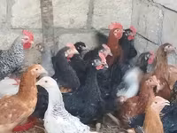 Chickens — fotografija 2