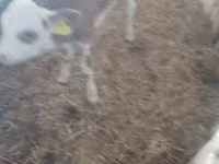 Touro, Raça Holstein — foto 1