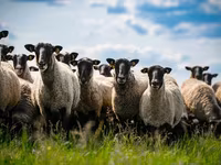 Ovan, Romanov sheep — fotografija 2