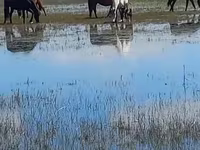 فرس, Horse breed — الصورة 1