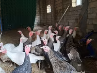 Guinea fowl — fotografija 2