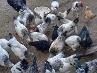 Chickens — photo 3