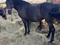 Yegua, Hungarian horse breed — foto 3