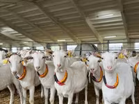 عنزة, Saanen goat — الصورة 4
