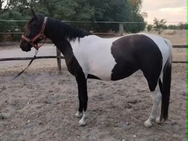 Stute, Appaloosa
