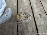 Quails — zdjęcie 2