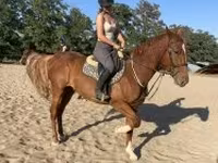 Hengst, Hungarian horse breed — Foto 4