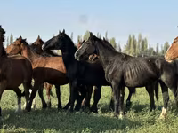 Égua, Cavalos — foto 3