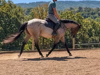 حصان, Quarter Horse — الصورة 7