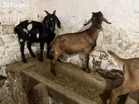 Jarac, Nubian Goat — fotografija 5