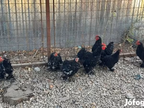 Pekin-Zwerg