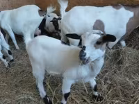 Taka, Dutch Landrace goats — 1-rasm