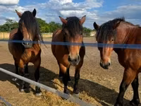 母马, Horses — 照片 4