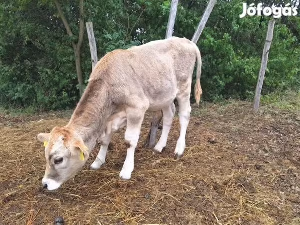 Byk, Brązowa karpacka rasa — Węgry