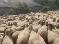 Ovca, Merino sheep — fotografija 2