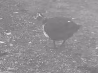 Ducks — foto 2