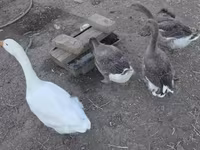 Geese — zdjęcie 2