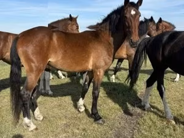 雌馬, Dutch warmblood horse