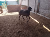 Schafe (Partie, Geschlecht nicht angegeben), Blackheaded Persian sheep — Foto 6