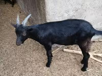 बकरा, Alpine goat — फ़ोटो 2