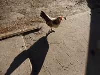 Chickens — fotografija 3