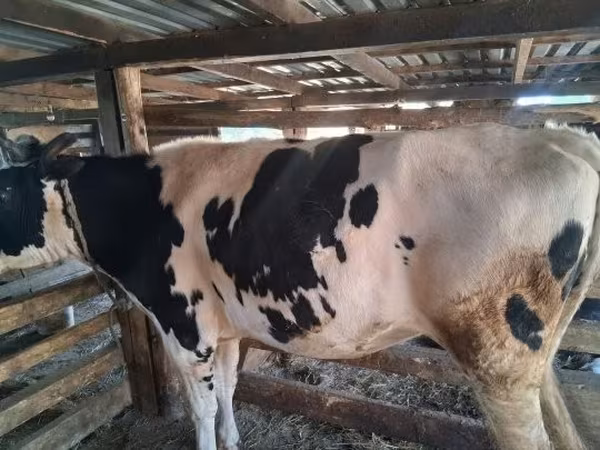 Vache, Russian Black pied cattle — Hongrie