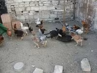 Chickens — zdjęcie 2