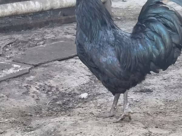 Derbiširska crvenokapa