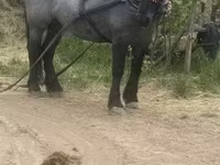 Kobyła, Polish Heavy — zdjęcie 7