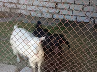 Echki, Saanen goat — 4-rasm