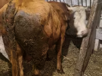 雄牛, Simmental cattle — 写真 4