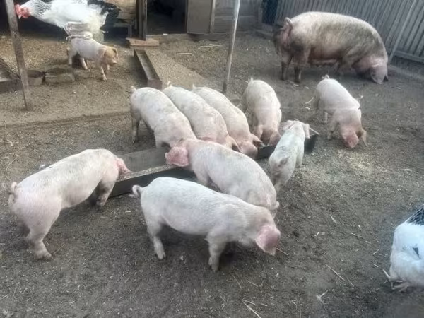 Шошқалар (топ, жынысы көрсетілмеген), Шошқалар — Венгрия