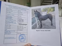 Kobila, Friesian — fotografija 8