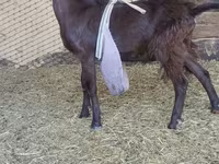 Jarac, LaMancha goats — fotografija 2
