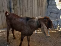Jarac, Nubian Goat — fotografija 2