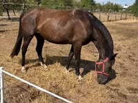 घोड़ी, Nonius horse — फ़ोटो 2