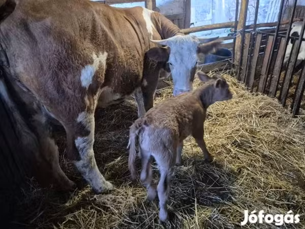 Vaca, Simmental cattle — Hungria