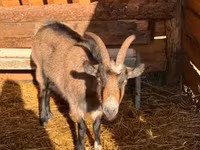 母山羊, Goats — 照片 3