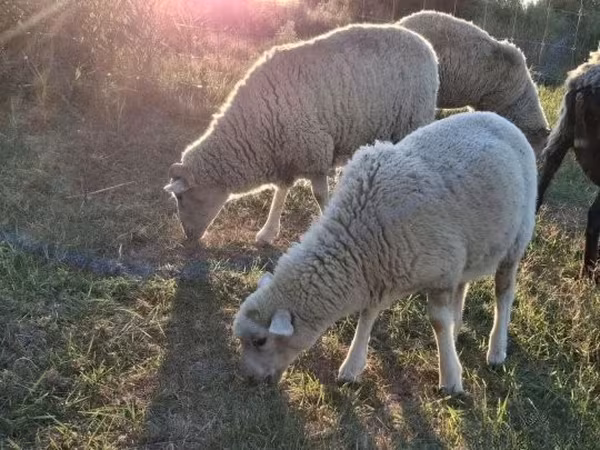 Brebis, Moutons