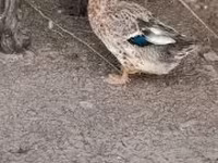Ducks — fotografija 2