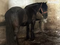 公马, Horses — 照片 2