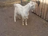 Jarac, Saanen goat — fotografija 3