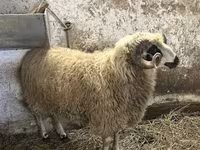 Ovan, Racka sheep — fotografija 6