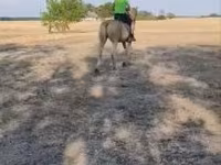 母马, Horses — 照片 4