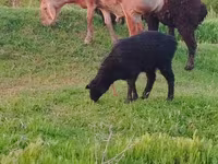 Ovelha, Arashan sheep — foto 8
